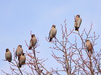 Bombycilla garrulus 26, Pestvogel, Saxifraga-Peter Meininger