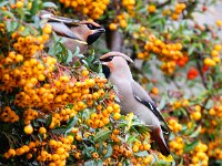 Bombycilla garrulus 27, Pestvogel, Saxifraga-Bart Vastenhouw