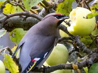Bombycilla garrulus 28, Pestvogel, Saxifraga-Bart Vastenhouw