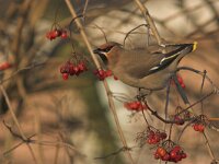 Bombycilla garrulus 3, Pestvogel, Saxifraga-Luc Hoogenstein