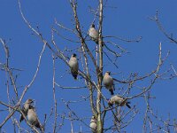 Bombycilla garrulus 4, Pestvogel, Saxifraga-Willem Jan Hoeffnagel