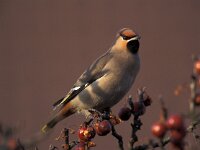 Bombycilla garrulus 6, Pestvogel, Saxifraga-Willem Jan Hoeffnagel