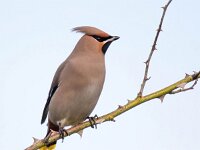 Bombycilla garrulus 74, Pestvogel, Saxifraga-Bart Vastenhouw