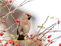 Bombycilla garrulus 76, Pestvogel, Saxifraga-Bart Vastenhouw