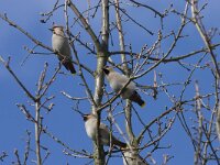Bombycilla garrulus 8, Pestvogel, Saxifraga-Willem Jan Hoeffnagel