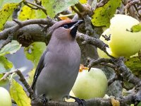 Bombycilla garrulus 89, Pestvogel, Saxifraga-Bart Vastenhouw