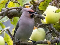Bombycilla garrulus 90, Pestvogel, Saxifraga-Bart Vastenhouw