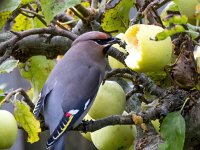 Bombycilla garrulus 91, Pestvogel, Saxifraga-Bart Vastenhouw