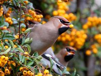Bombycilla garrulus 96, Pestvogel, Saxifraga-Bart Vastenhouw