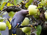 Bombycilla garrulus 98, Pestvogel, Saxifraga-Bart Vastenhouw