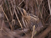 Botaurus stellaris 13, Roerdomp, Saxifraga-Arie de Knijff