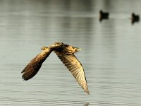 Botaurus stellaris 18, Roerdomp, Saxifraga-Piet Munsterman