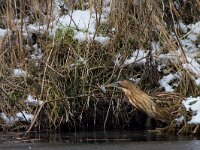 Roerdomp  Roerdomp Arkemheenpolder