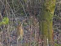 Roerdomp  Roerdomp Arkemheenpolder