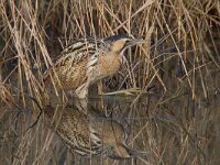 Botaurus stellaris 28, Roerdomp, Saxifraga-Jan Nijendijk