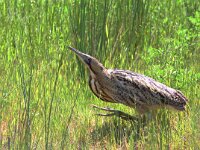 Botaurus stellaris 34, Roerdomp, Saxifraga-Mark Zekhuis