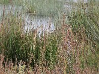 Botaurus stellaris 35, Roerdomp, Saxifraga-Tom Heijnen