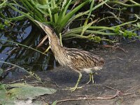 Botaurus stellaris 39, Roerdomp, Saxifraga-Henk Baptist