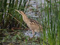 Botaurus stellaris 40, Roerdomp, Saxifraga-Henk Baptist