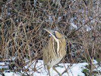 Botaurus stellaris 41, Roerdomp, Saxifraga-Luuk Vermeer