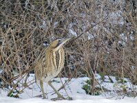Botaurus stellaris 42, Roerdomp, Saxifraga-Luuk Vermeer