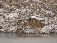 Botaurus stellaris 50, Roerdomp, Saxifraga-Luuk Vermeer
