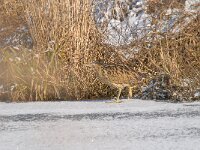 Botaurus stellaris 51, Roerdomp, Saxifraga-Luuk Vermeer