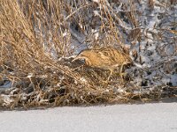 Botaurus stellaris 53, Roerdomp, Saxifraga-Luuk Vermeer