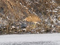 Botaurus stellaris 54, Roerdomp, Saxifraga-Luuk Vermeer