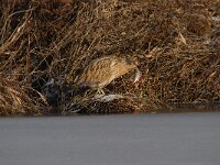 Botaurus stellaris 61, Roerdomp, Saxifraga-Luuk Vermeer