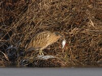 Botaurus stellaris 62, Roerdomp, Saxifraga-Luuk Vermeer