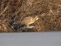 Botaurus stellaris 64, Roerdomp, Saxifraga-Luuk Vermeer