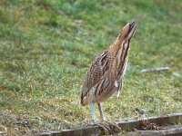 Botaurus stellaris 9, Roerdomp, Saxifraga-Piet Munsterman