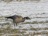 Branta bernicla 12, Rotgans, Saxifraga-Luc Hoogenstein