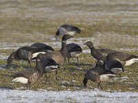 Branta bernicla 13, Rotgans, Saxifraga-Luc Hoogenstein