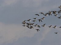 Branta bernicla 24, Rotgans, Saxifraga-Luc Hoogenstein