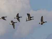 Branta bernicla 28, Rotgans, Saxifraga-Luc Hoogenstein