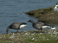Branta bernicla 46, Rotgans, Saxifraga-Willem van Kruijsbergen