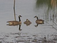 Branta canadensis 11, Grote Canadese gans, Saxifraga-Luc Hoogenstein