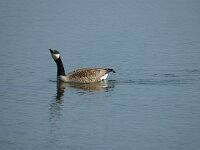 Branta canadensis 12, Grote Canadese gans, Saxifraga-Jan van der Straaten