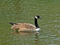 Branta canadensis 13, Grote Canadese gans, Saxifraga-Hans Dekker