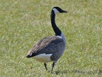 Branta canadensis 15, Grote Canadese gans, Saxifraga-Ab H. Baas
