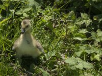 Branta canadensis 17, Grote Canadese gans, juvenile, Saxifraga-Jan van der Straaten