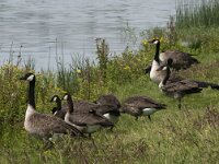 Branta canadensis 18, Grote Canadese gans, Saxifraga-Jan van der Straaten