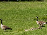 Branta canadensis 2, Grote Canadese Gans, adult and juveniles, Saxifraga-Theo Verstrael