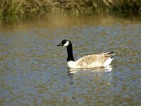 Branta canadensis 20, Grote Canadese gans, Saxifraga-Willem van Kruijsbergen