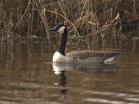 Branta canadensis 21, Grote Canadese gans, Saxifraga-Theo Verstrael