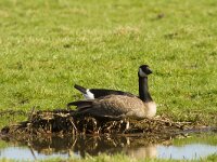 Branta canadensis 22, Grote Canadese gans, Saxifraga-Jan Nijendijk