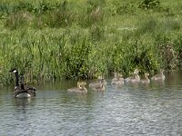 Branta canadensis 26, Grote Canadese gans, Saxifraga-Willem van Kruijsbergen