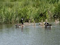 Branta canadensis 27, Grote Canadese gans, Saxifraga-Willem van Kruijsbergen